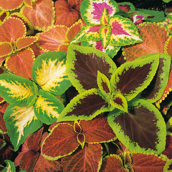 Coleus with vibrant red, pink and green variegated serrated leaves in terracotta pot, decorative container plant