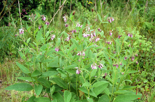 Comfrey (Symphytum officinale) perennial with clusters of purple bell-shaped flowers and large hairy green leaves in a pot