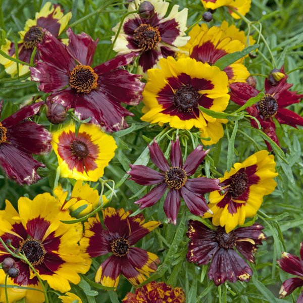 coreopsis perennial with bright yellow daisy-like flowers and feathery green foliage in a garden border