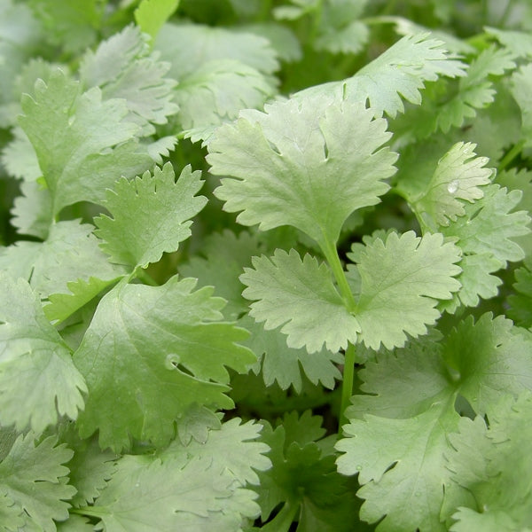 Coriander (Coriandrum sativum) herb with vibrant green leaves in terracotta pot ready for kitchen garden