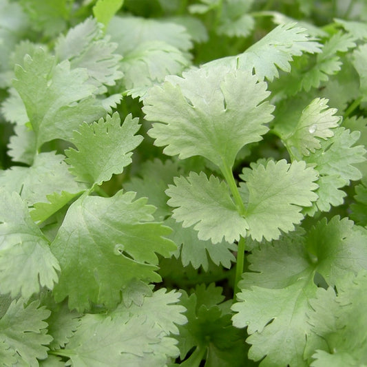 Coriander (Coriandrum sativum) herb with vibrant green leaves in terracotta pot ready for kitchen garden