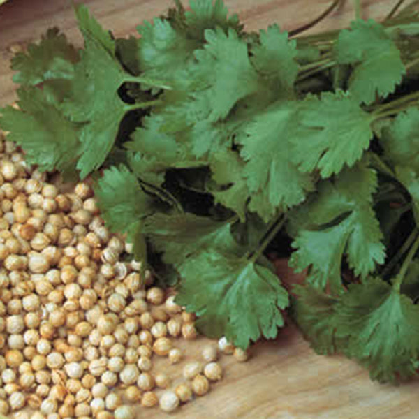 Fresh coriander herb plants in small pots with green feathery leaves ready for sale at Pengelly Garden Centre
