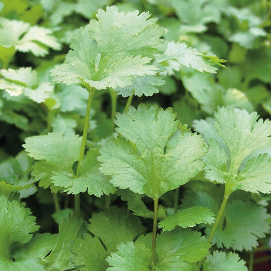 Fresh coriander herb plant with bright green feathery leaves in a pot, ready for kitchen herb garden and planting