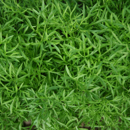 Coriander Confetti herb with delicate bright green lacy leaves in pot, fresh coriander for kitchen and garden