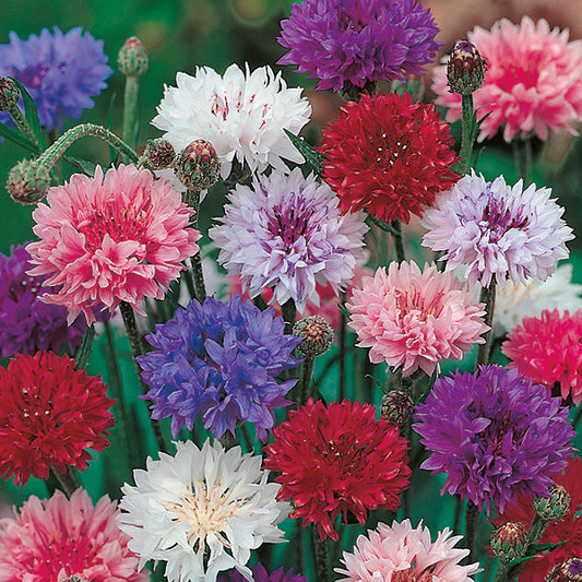Bright blue cornflower (Centaurea cyanus) bloom with frilled petals and green foliage, cottage garden pollinator plant