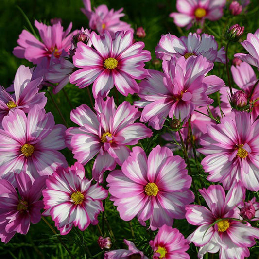 Cosmos bipinnatus pink blooms with yellow centres and feathery foliage against green background