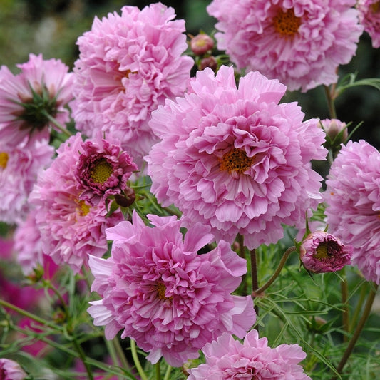 deep red bicolour Cosmos Double Click with ruffled petals and yellow centres among feathery green foliage