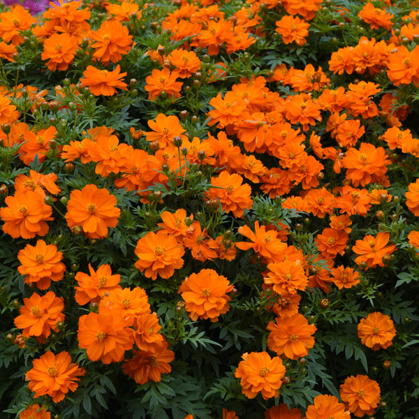 Cosmos Mandarin with vivid orange daisy-like flowers and feathery foliage, summer annual for borders and pollinators