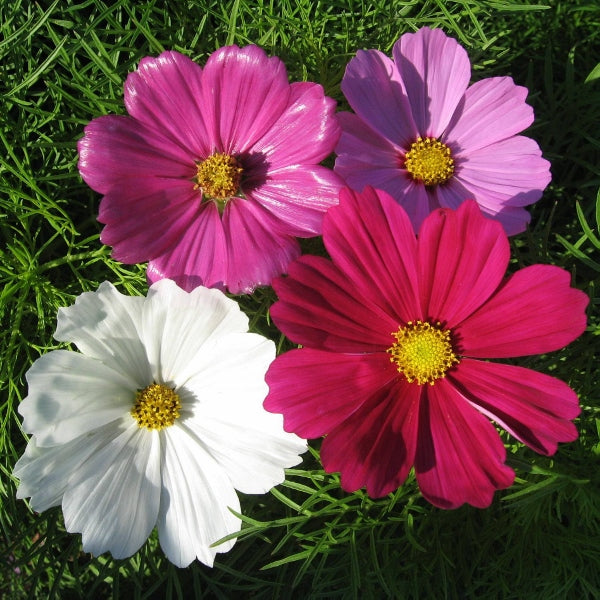 Cosmos Sensation mixed pink and white cosmos flowers with feathery foliage, annual bedding plant for cottage gardens