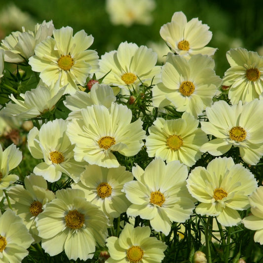 Pink Cosmos bipinnatus blooms with yellow centres and feathery foliage in cottage garden setting