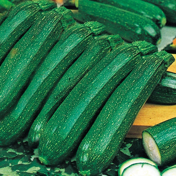 Courgette Ambassador plant with several green courgettes and healthy glossy leaves
