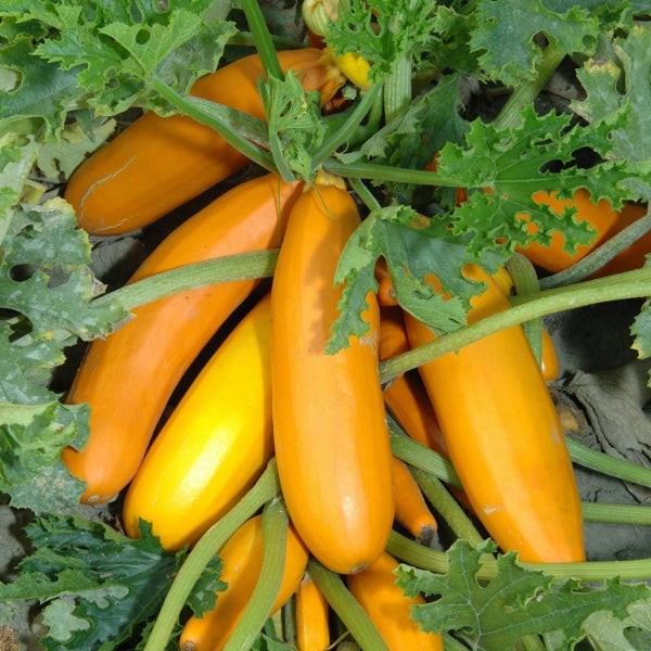 Courgette Atena Polka plant with young green speckled fruits among large leaves