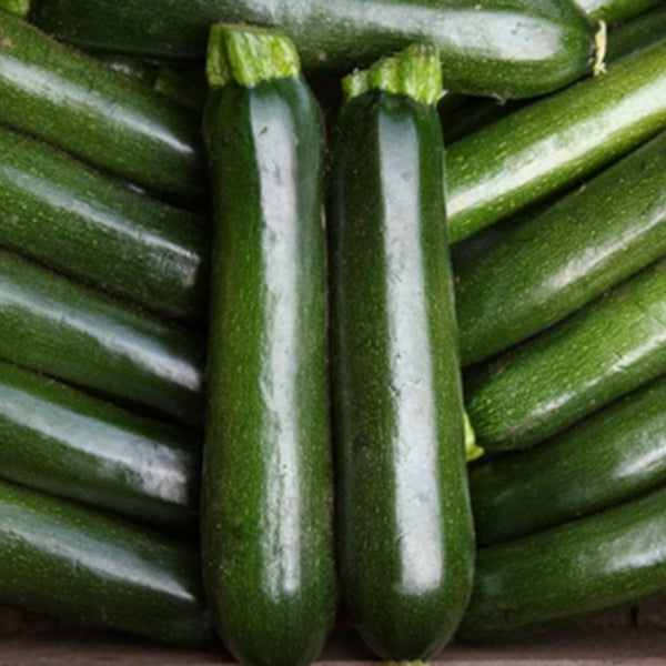 Courgette Midnight variety with glossy dark green fruits and yellow flower among large green leaves