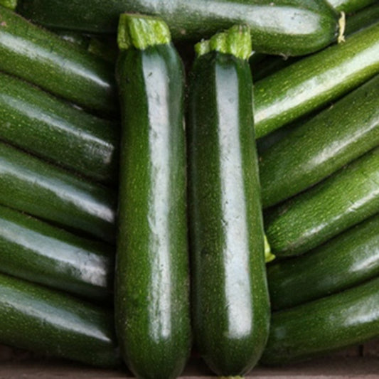 Courgette Midnight variety with glossy dark green fruits and yellow flower among large green leaves