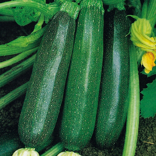 Courgette Nero di Milano plant showing dark green cylindrical fruits and large lobed leaves on garden soil