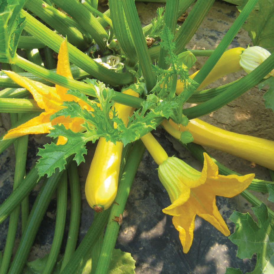 Courgette Orelia plants with glossy green fruits and large leaves on soil, homegrown vegetable ready to harvest