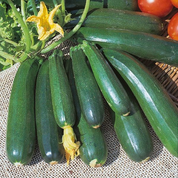 Fresh green courgette (zucchini) vegetable, glossy skin, ready to harvest