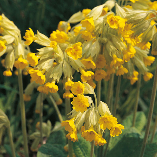 Cowslip (Primula veris) with clusters of nodding yellow bell-shaped flowers in spring