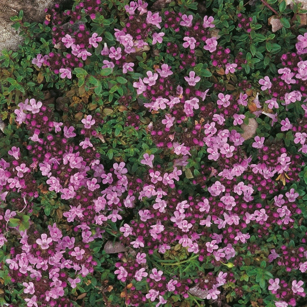 creeping thyme (Thymus serpyllum) dense green mat with small purple flowers, low-growing aromatic groundcover for rockeries