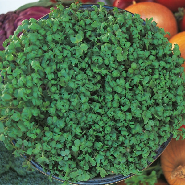 Fresh garden cress seedlings in a seed tray with bright green leaves for microgreens and salads