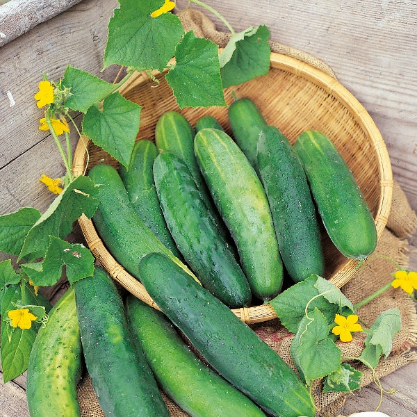 Bedfordshire Prize cucumber plant with long glossy green cucumbers and curling tendrils on greenhouse support