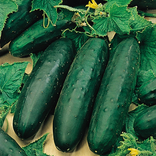 Marketmore cucumber vine with dark green fruits and broad glossy leaves