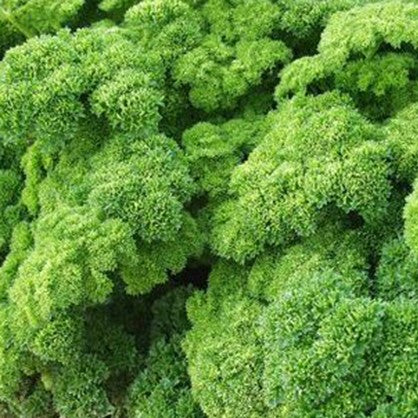 Curled parsley herb plant with dense frilly bright green leaves, fresh culinary parsley for gardens and pots