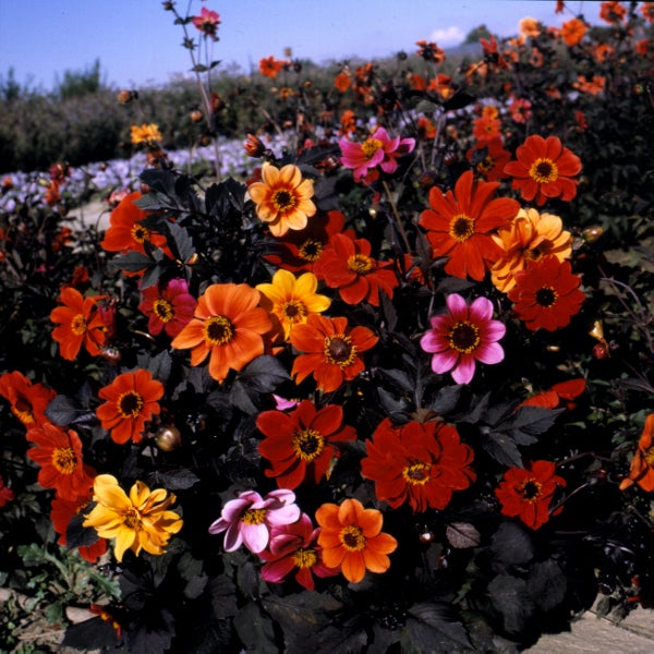 Bright fully double dahlia blooms on a bushy dahlia plant with green foliage, ideal for borders and containers