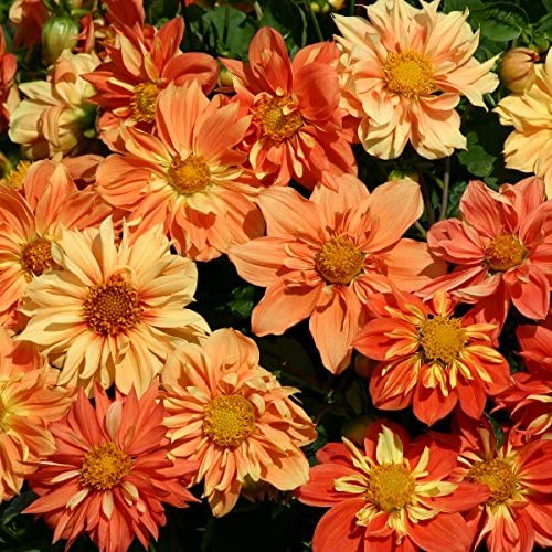 single dahlia in full bloom with layered petals and green foliage in a summer garden setting