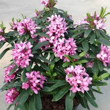 Daphne shrub with clusters of pale pink fragrant blooms and glossy evergreen leaves