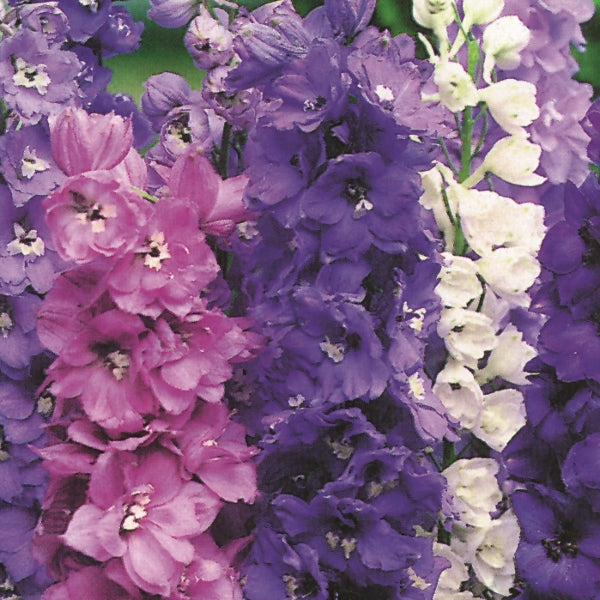 tall blue delphinium spikes with multiple ruffled blooms and dark green foliage in a summer garden border