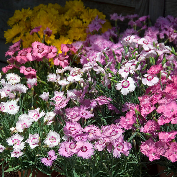 Cluster of pink Dianthus (pinks) with green foliage in a display pot at Pengelly Garden Centre