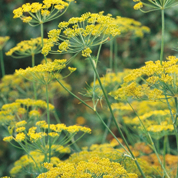 Fresh dill herb (Anethum graveolens) with feathery green fronds, ideal for cooking and herb gardens