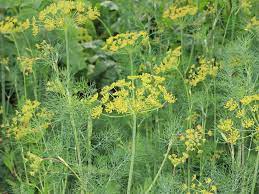 Fresh dill herb plant with feathery green fronds, ready for planting in an herb garden
