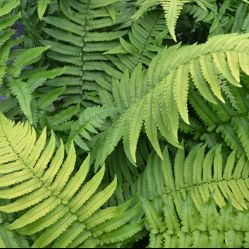 Potted Dryopteris cycadina evergreen fern with arching glossy fronds, ideal shade-loving garden perennial
