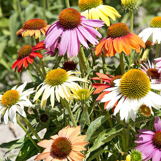 Echinacea (purple coneflower) cluster of pink daisy-like blooms with prominent orange seed cones in garden border