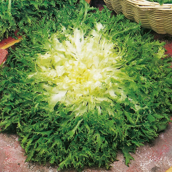 Fresh endive (chicory) heads with crisp pale-green leaves, ideal for salad or planting