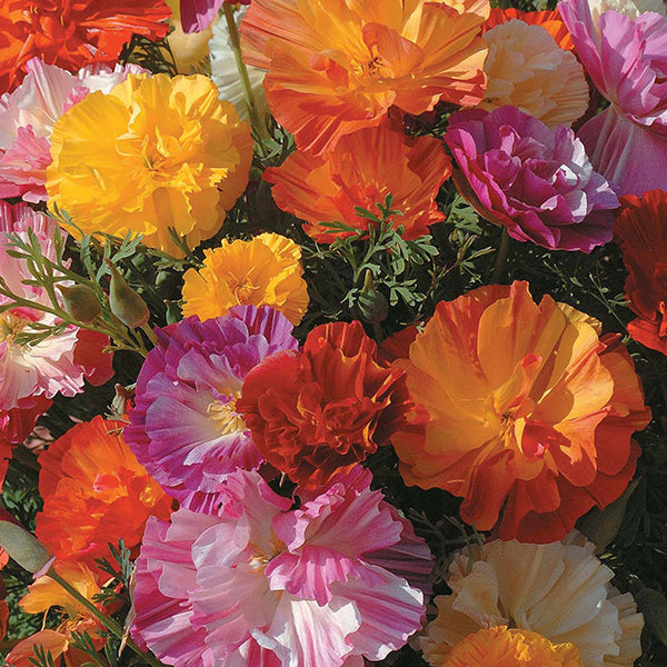 Eschscholzia (California poppy) bright orange cup-shaped flowers with grey-green feathery foliage in a sunlit border