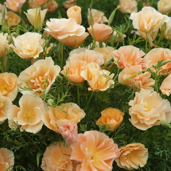 Eschscholzia (California poppy) bright orange flowers in 9cm nursery pot, bedding plant