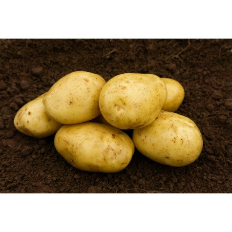 Estima seed potatoes, four pale-brown tubers for planting, popular floury maincrop variety