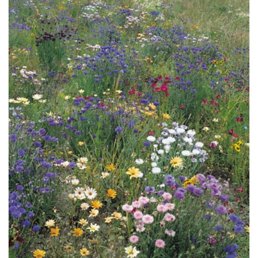 Open Cornwall meadow with wildflowers and green hedgerow under blue summer sky