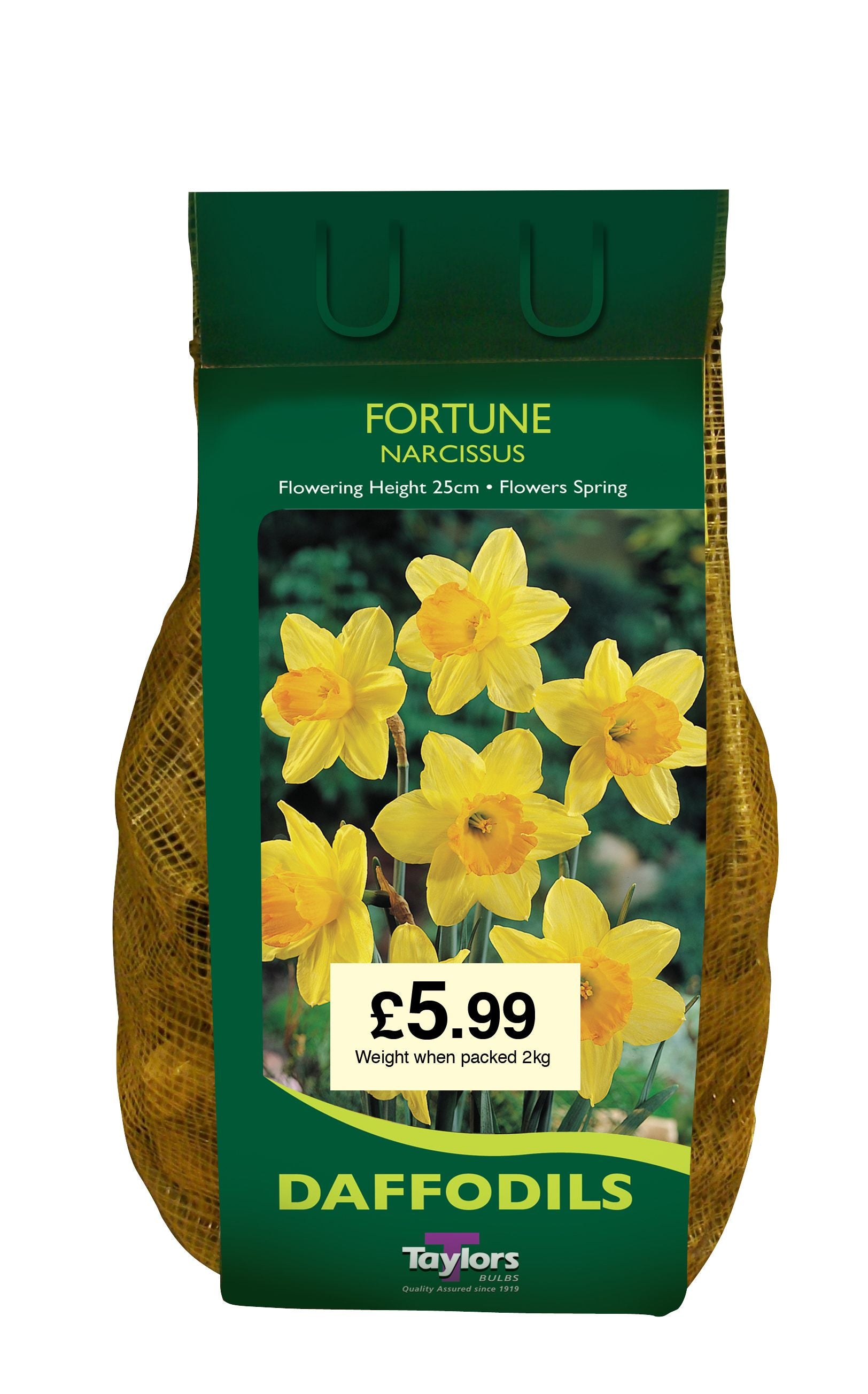 Potted Fortune evergreen shrub with glossy leaves and compact habit, ideal for borders and containers