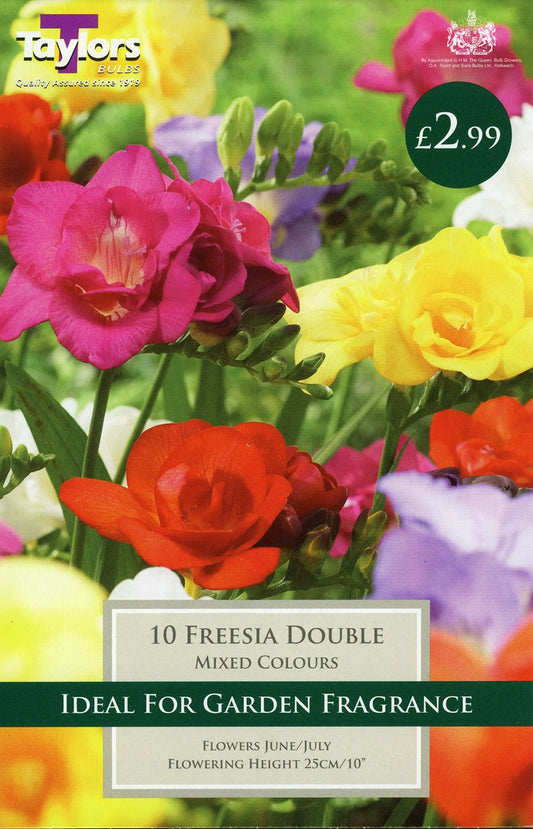 double freesia blooms with layered petals on stems - fragrant spring bulb flowers