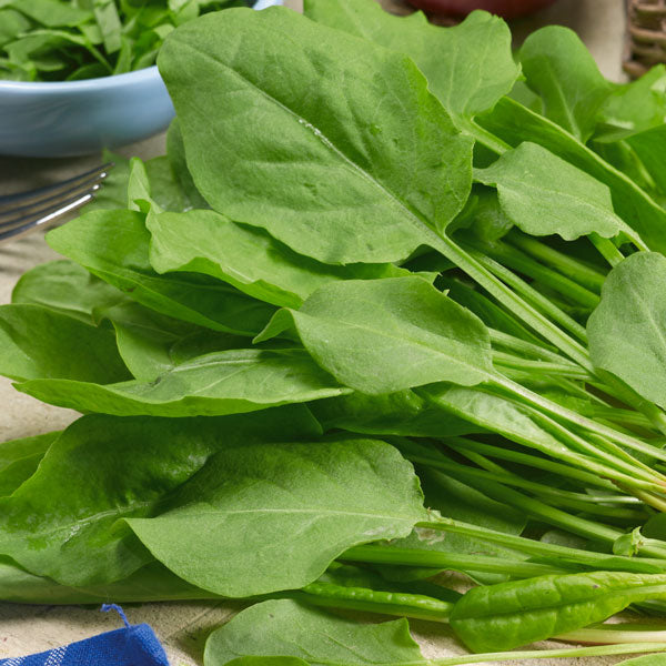 French sorrel (Rumex scutatus) fresh green arrow-shaped leaves in herb garden, edible tart salad herb