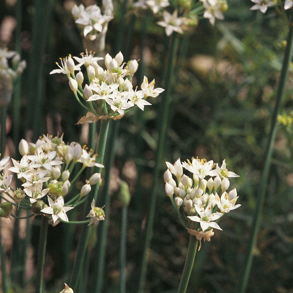 Garlic chives (Allium tuberosum) clump with long flat green leaves and white star-shaped flowers, edible perennial herb