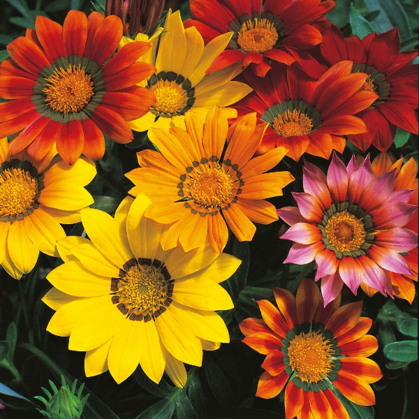 Mixed Gazania bedding plants in bright orange, yellow and red with silvery-green leaves