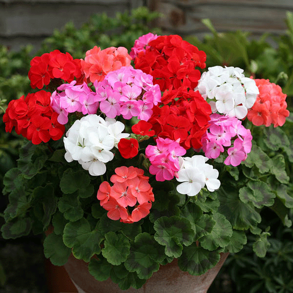 Hardy geranium (cranesbill) with pale pink flowers and deeply divided green leaves