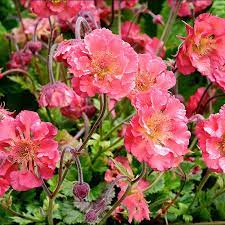 Geum perennial with bright orange-red flowers and feathery green foliage in garden border