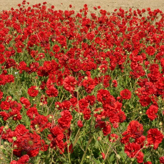 Geum perennial with bright orange-red poppy-like flowers and serrated green leaves in garden bed