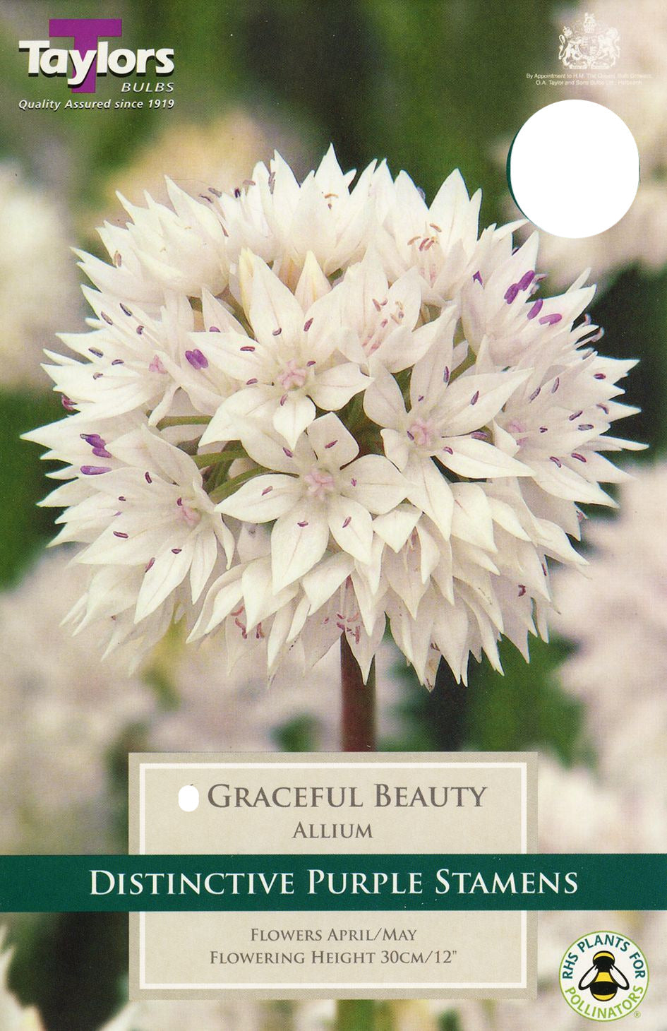 Potted Grace variety with soft pink ruffled blooms and glossy green foliage on wooden display at Pengelly Garden Centre